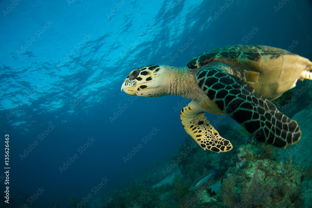 Fototapeta premium Hawksbill sea turtle in the Florida Keys