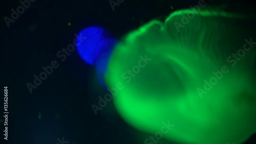 Green Jellyfish  photo