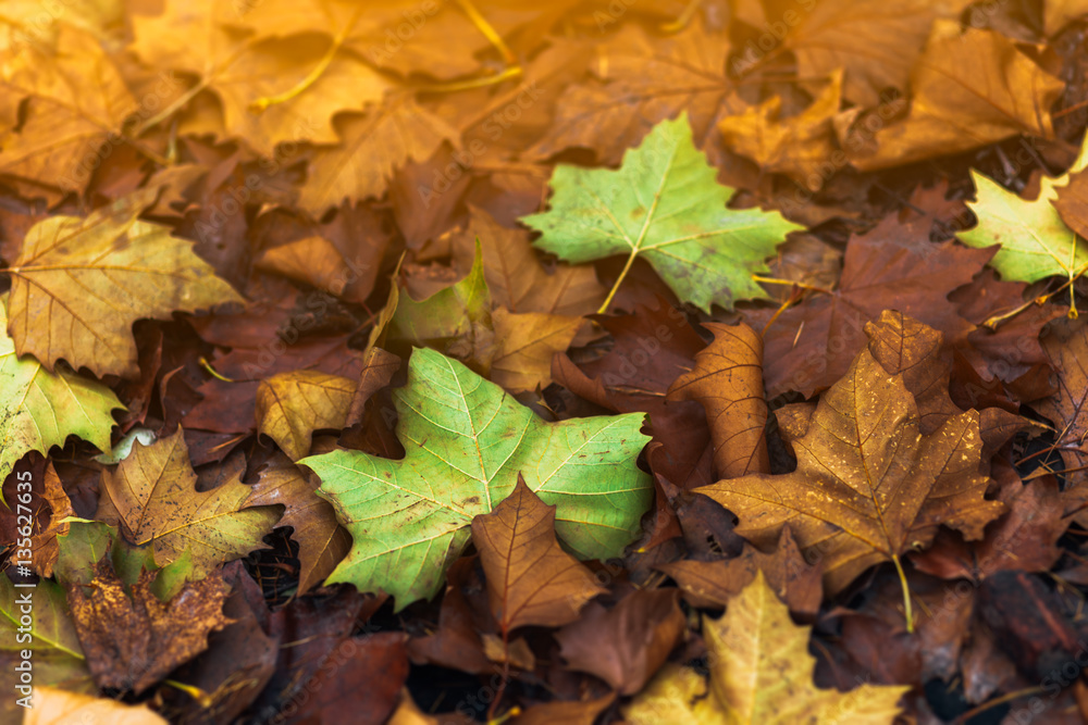 Autumn color leaf background at sunlight close up Autumn color leaf background at sunlight close up