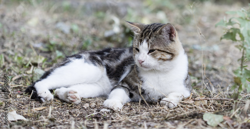 wild street cat