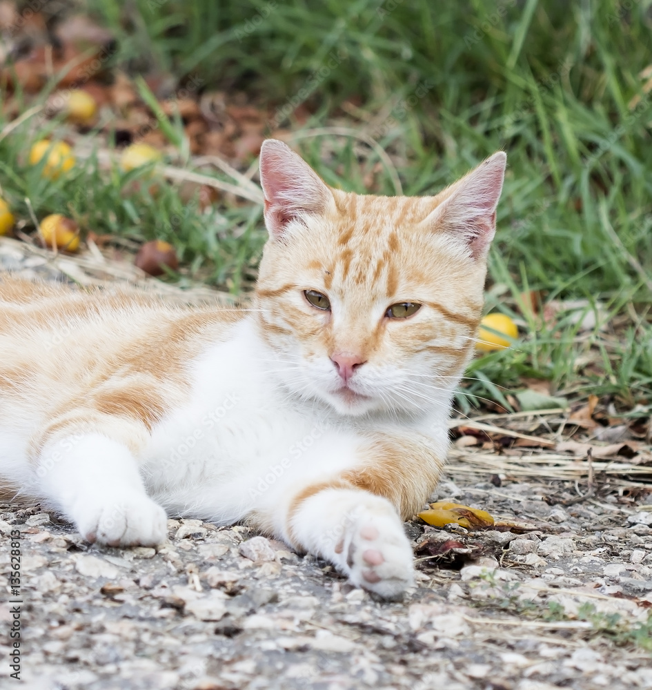 wild street cat wild street cat