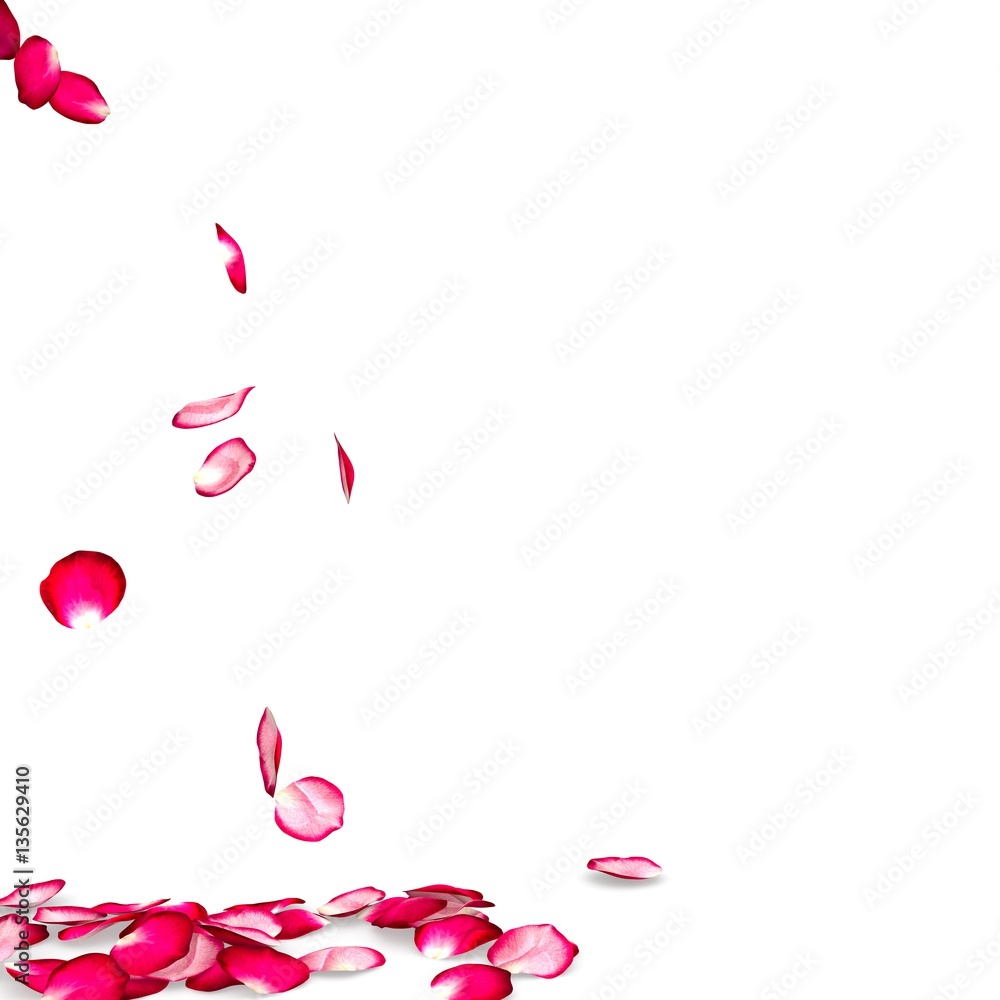 Rose petals fall to the floor Rose petals fall to the floor