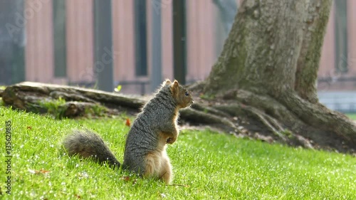 Wallpaper Mural Cute little squirrel, saw at University of South California, Los Angeles, California Torontodigital.ca