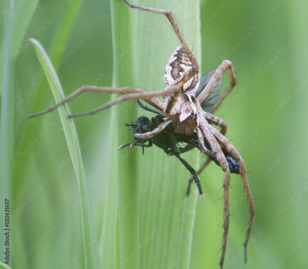 Spinne mit Beute