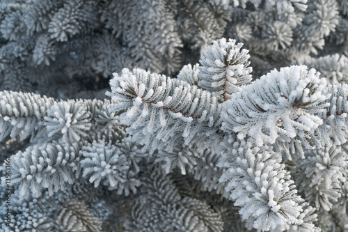 Wallpaper Mural Branches of blue spruce is covered with frost. Christmas tree on white background Torontodigital.ca