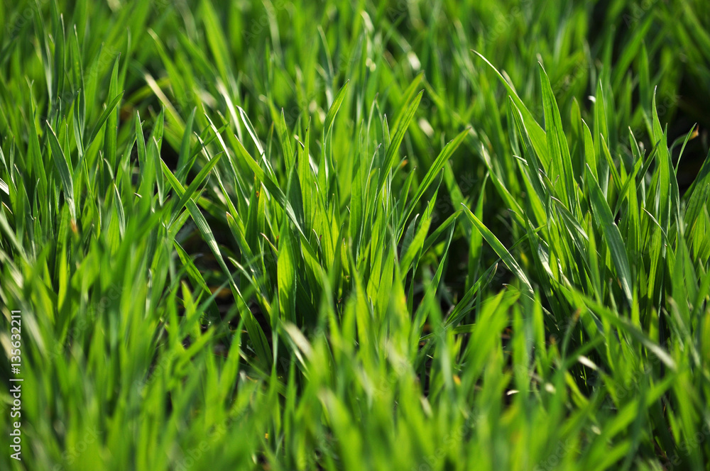 Spring view of winter wheat, which grows well and bushes