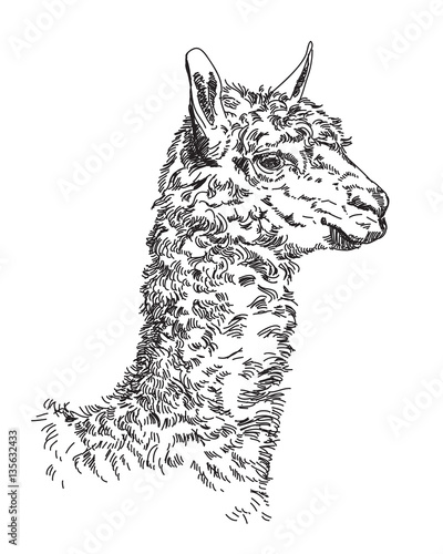 Lama vector hand drawing Illustration