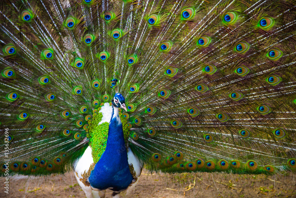 Obraz premium Peacock. Portrait of beautiful peacock with feathers out. Close up of peacock showing its beautiful feathers. Male peacock displaying his tail feathers.