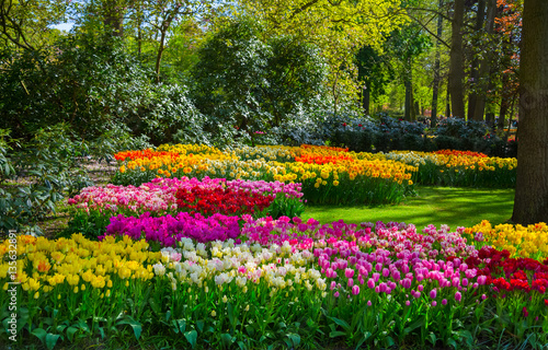 Fototapeta Naklejka Na Ścianę i Meble -  Keukenhof park in Netherlands. Colorful tulips in the Keukenhof park, Holland, Netherlands. Fresh blooming tulips in the spring garden. Spring in the Netherlands.