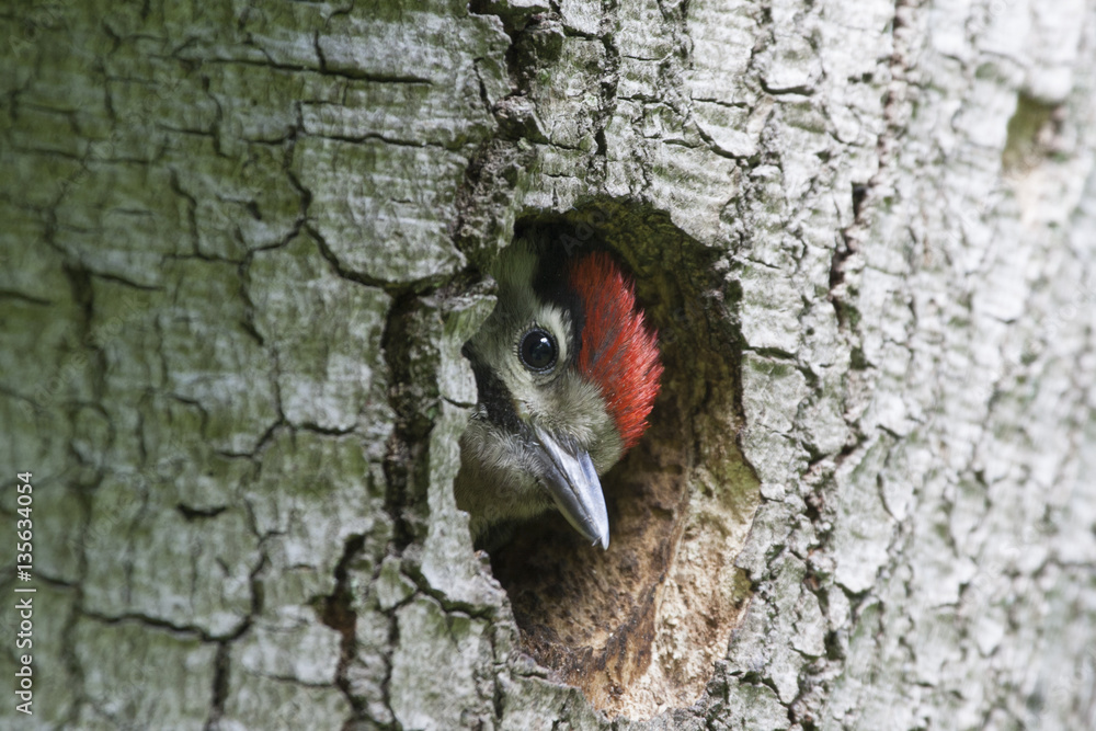 Obraz premium Specht guckt aus seiner Behausung
