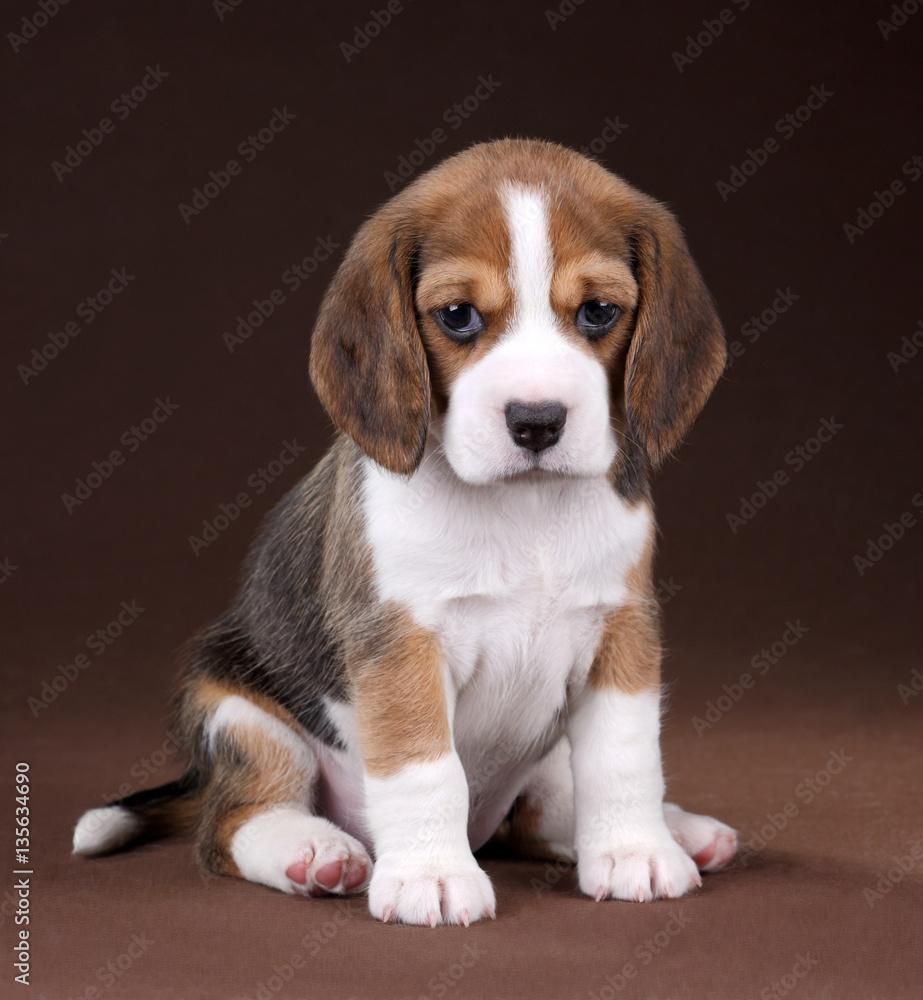 Cute little beagle puppy
