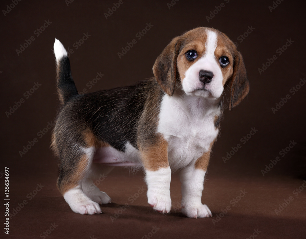 Cute little beagle puppy