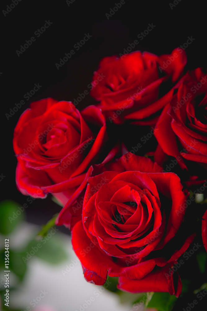 Beautiful valentines roses on dark background Beautiful valentines roses on dark background