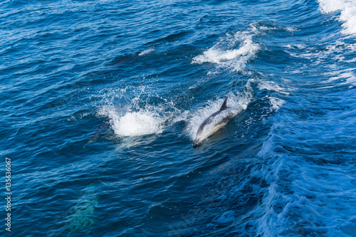 Dolphins jump in the wake of a boat in the Pacific ocean off the coast of Ventura, California