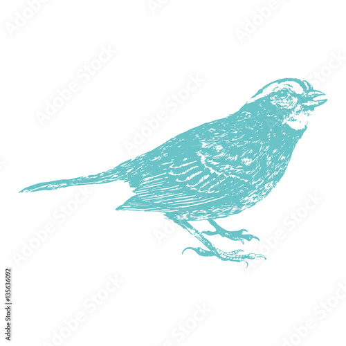 Cyan Hammerbird