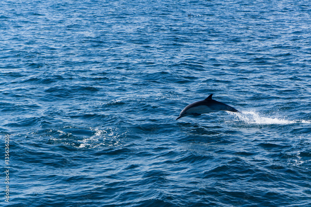 Fototapeta premium Dolphins jump in the wake of a boat in the Pacific ocean off the coast of Ventura, California