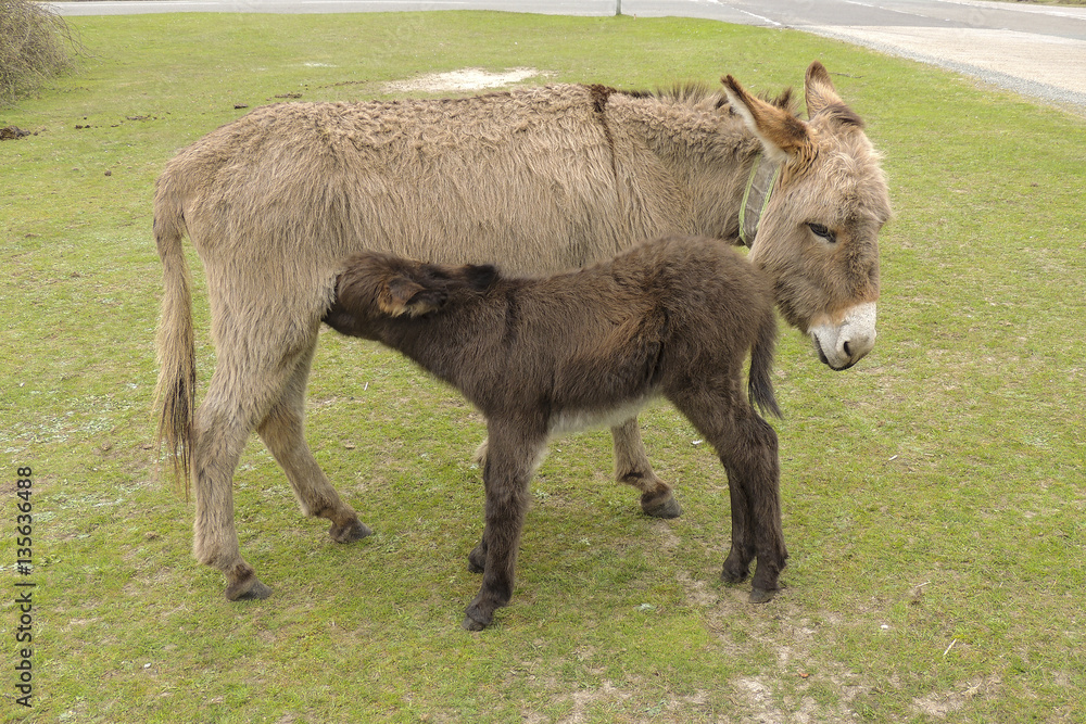 Donkey with foal feeding on grass Donkey with foal feeding on grass