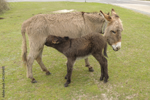 Donkey with foal feeding on grass