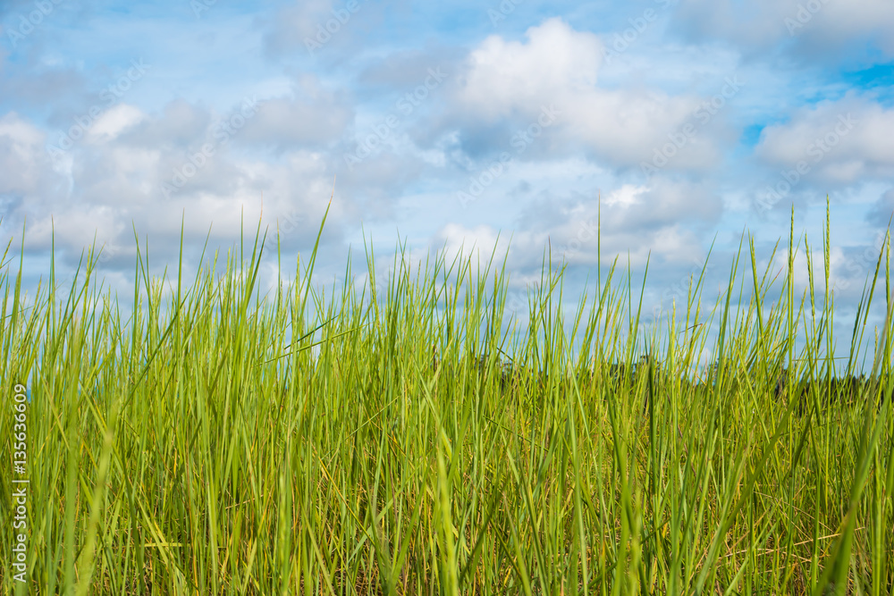 Grass and cloudy sky