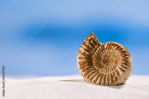 ammonite nautilus shell on white beach sand