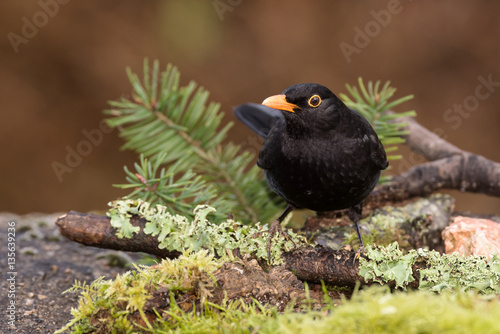 Blackbird, Turdus merula