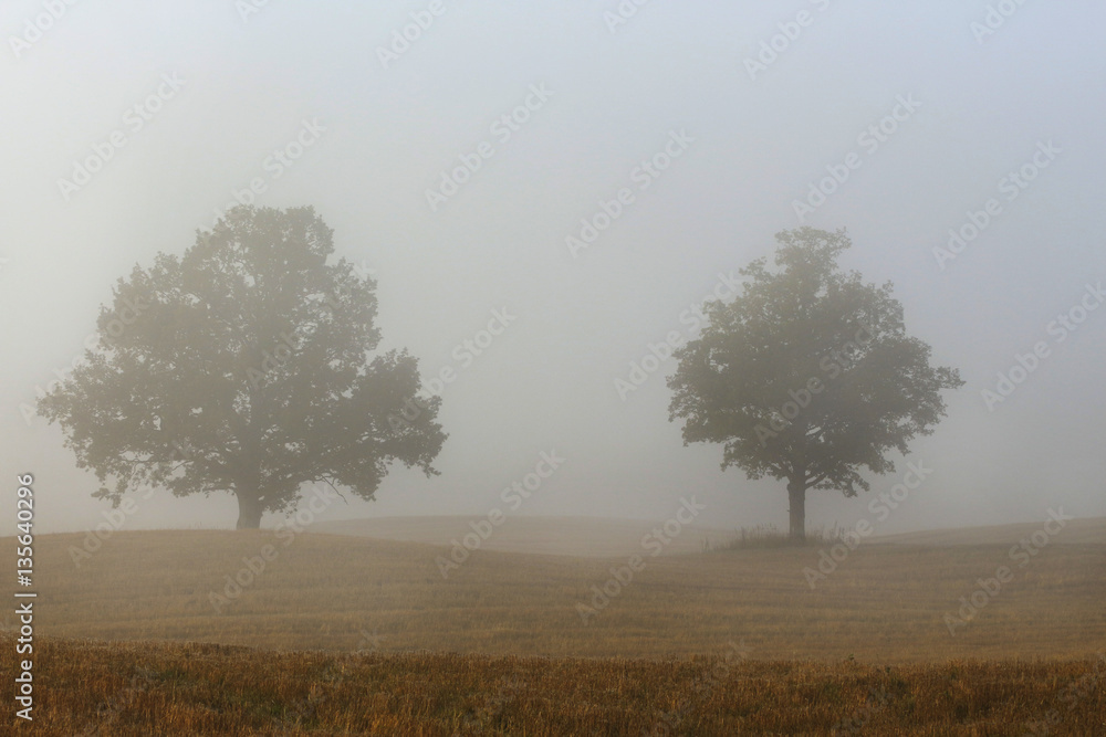 fog trees in autumn corn - crop