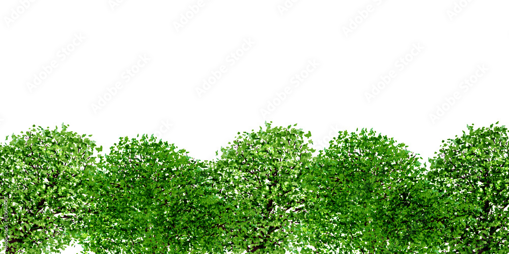 新緑 木 葉 背景 新緑 木 葉 背景