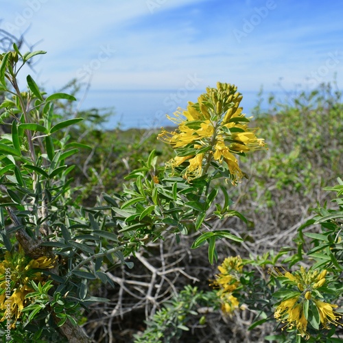 Yellow Flower on Pacific Coast