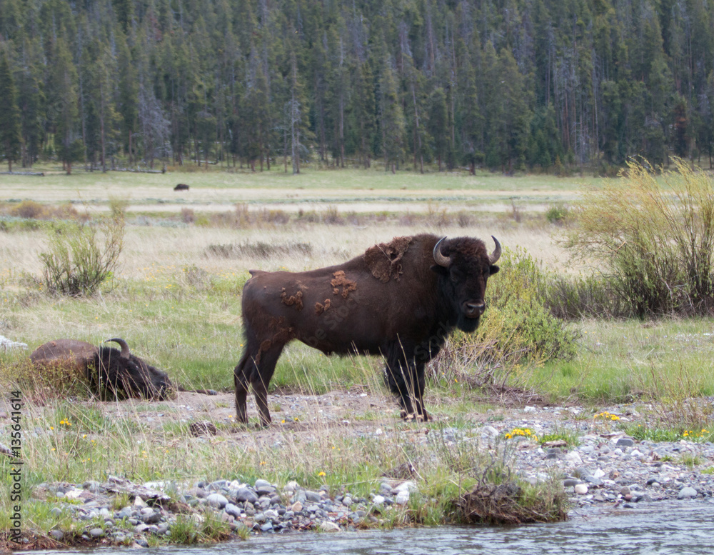 Bison Buffalo Bull standing next to Pebble Creek in the Lamar Valley in Yellowstone National Park in Wyoming USA Bison Buffalo Bull standing next to Pebble Creek in the Lamar Valley in Yellowstone National Park in Wyoming USA