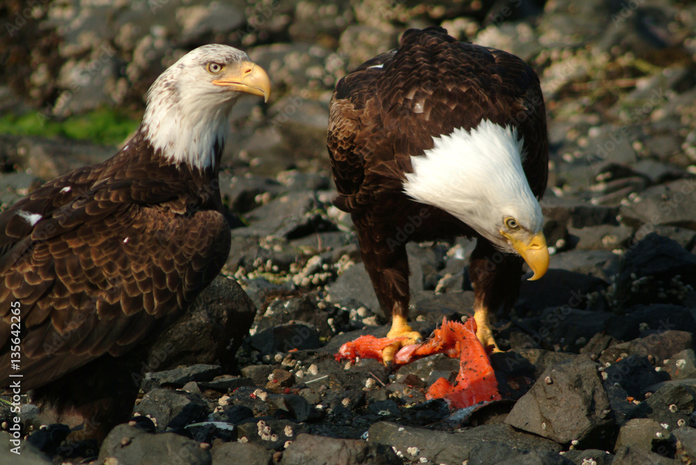 Naklejka premium Bald Eagles Feeding on Salmon, Sitka, Alaska