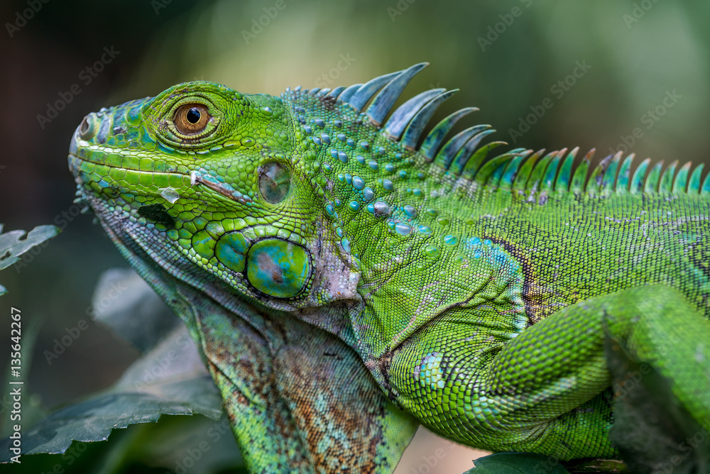Obraz premium Iguana zielona