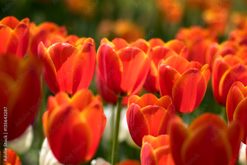Obraz premium チューリップ