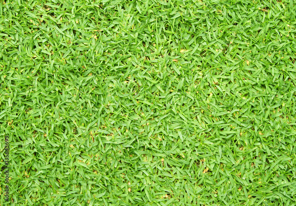 lawn lawn