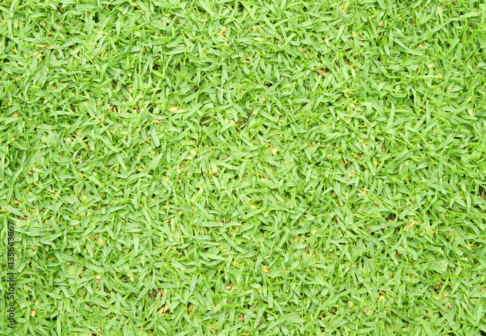 grass grass