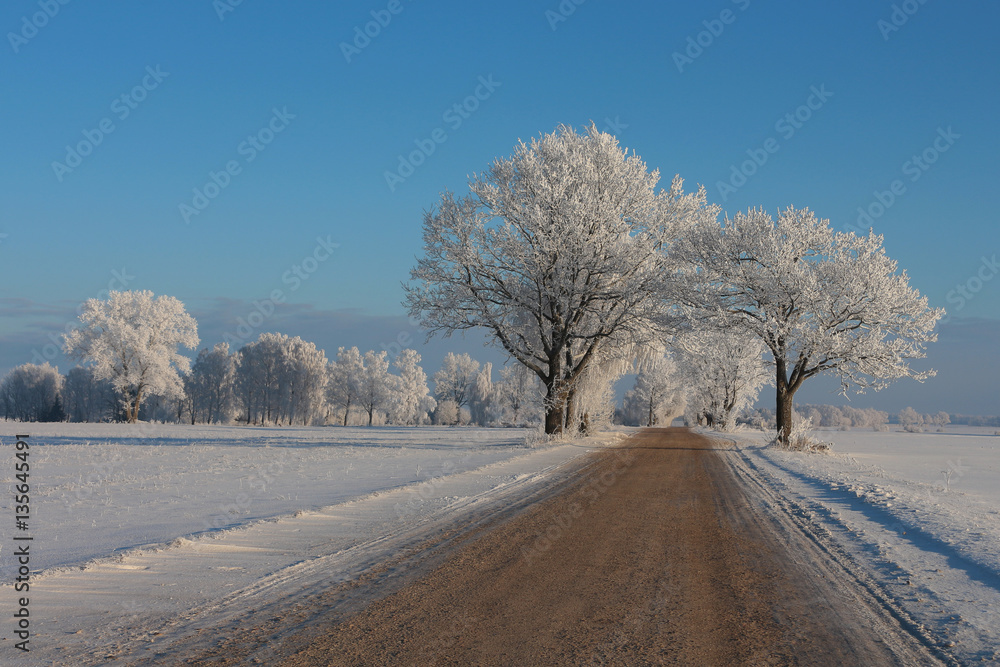 Obraz premium Road with Snow Laden Tree