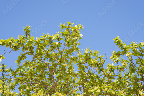 Green  sea almond leaves with tree branch