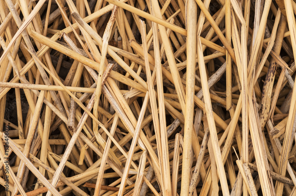 Dead Reeds Background Dead Reeds Background