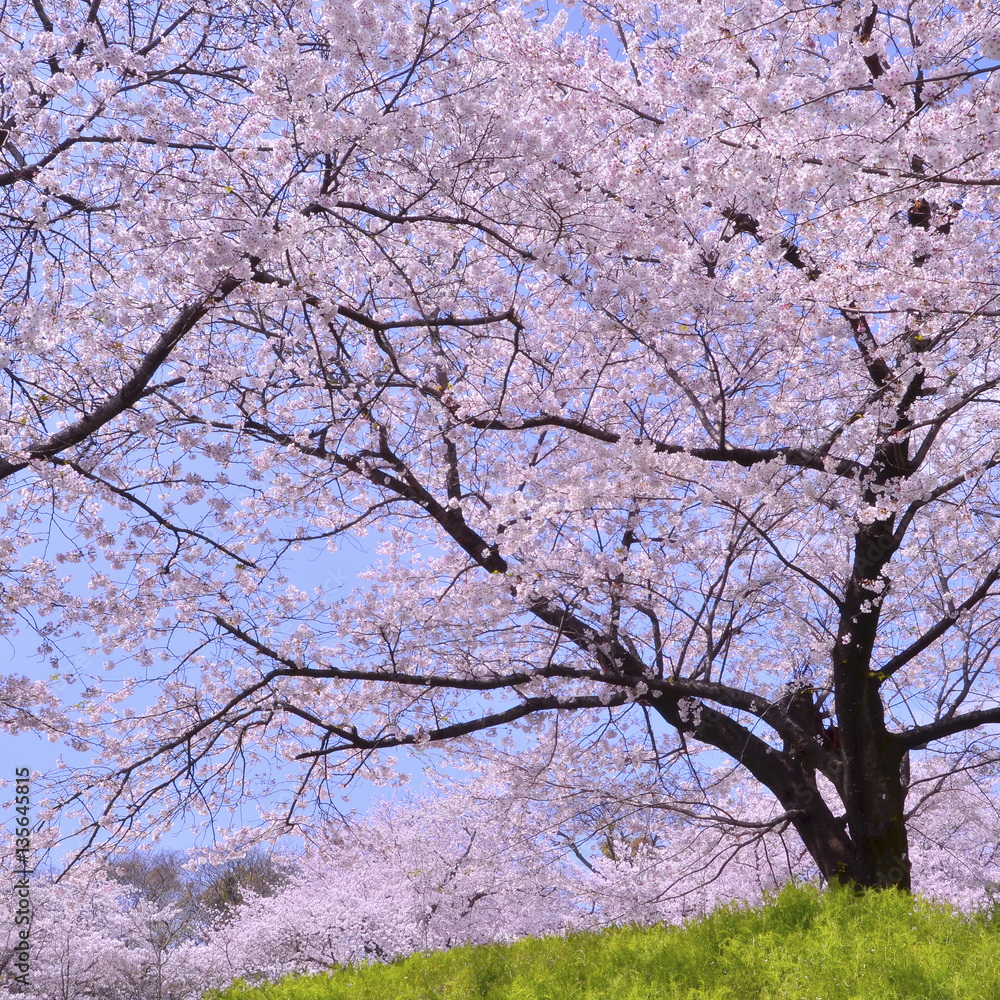 桜の森 桜の森