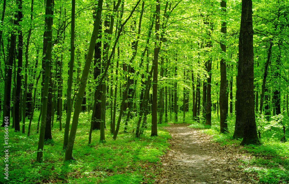 forest forest