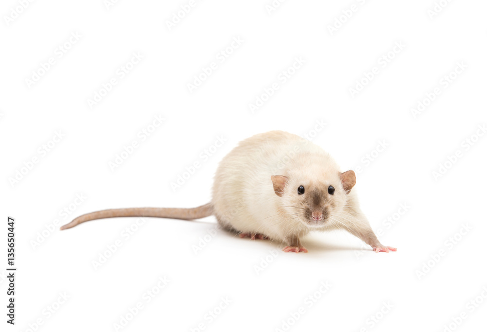 rat close-up isolated on white background rat close-up isolated on white background