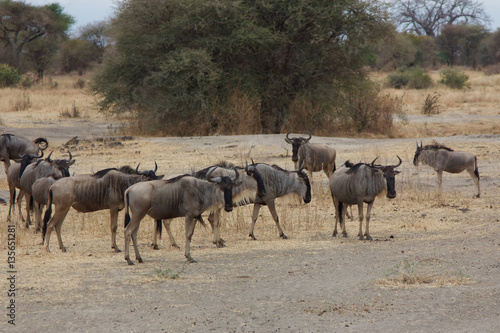 A Group of Wildebeest in Tanzania