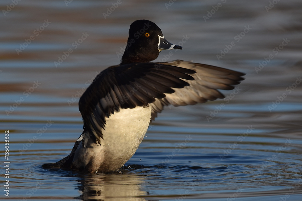 Fototapeta premium Male Ringnecked Duck strutting his wings on lake