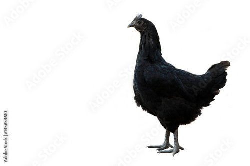 Black hen on white background.