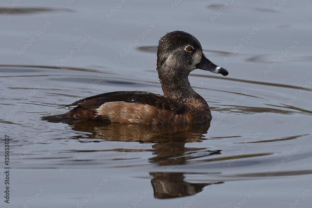 ring-necked duck female swimming in pond with reflection ring-necked duck female swimming in pond with reflection