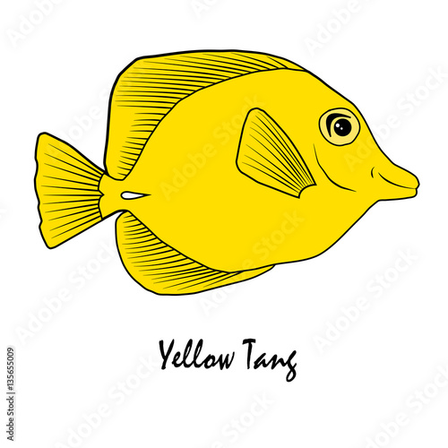 Yellow Tang Saltwater Aquarium Fish vector illustration
