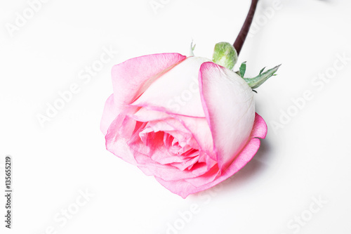 One beautiful pink rose on a white background