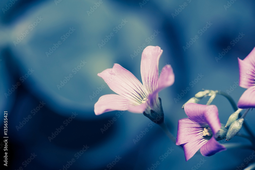 Beautiful pink small flower in the garden Beautiful pink small flower in the garden