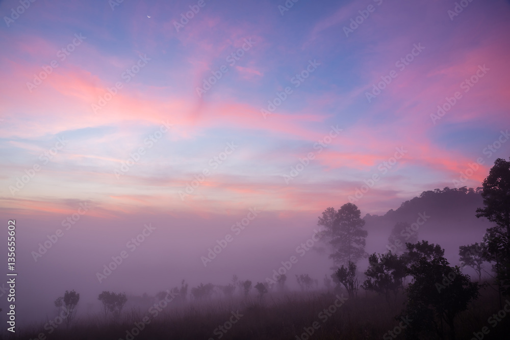 The mist and sky at forest in early moring The mist and sky at forest in early moring