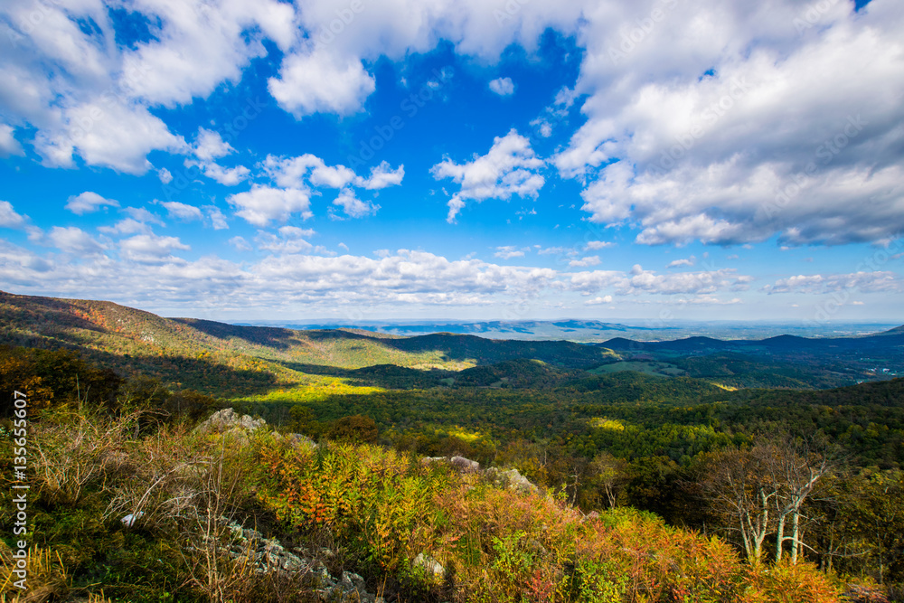 Colorful Leaves in Shenandoah National Park During high Fall Col