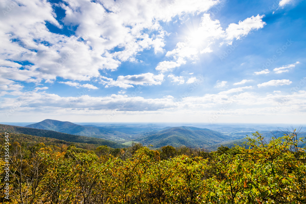 Naklejka premium Colorful Leaves in Shenandoah National Park During high Fall Col
